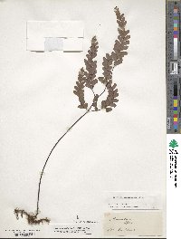 Adiantum cunninghamii image