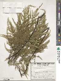 Adiantum formosum image