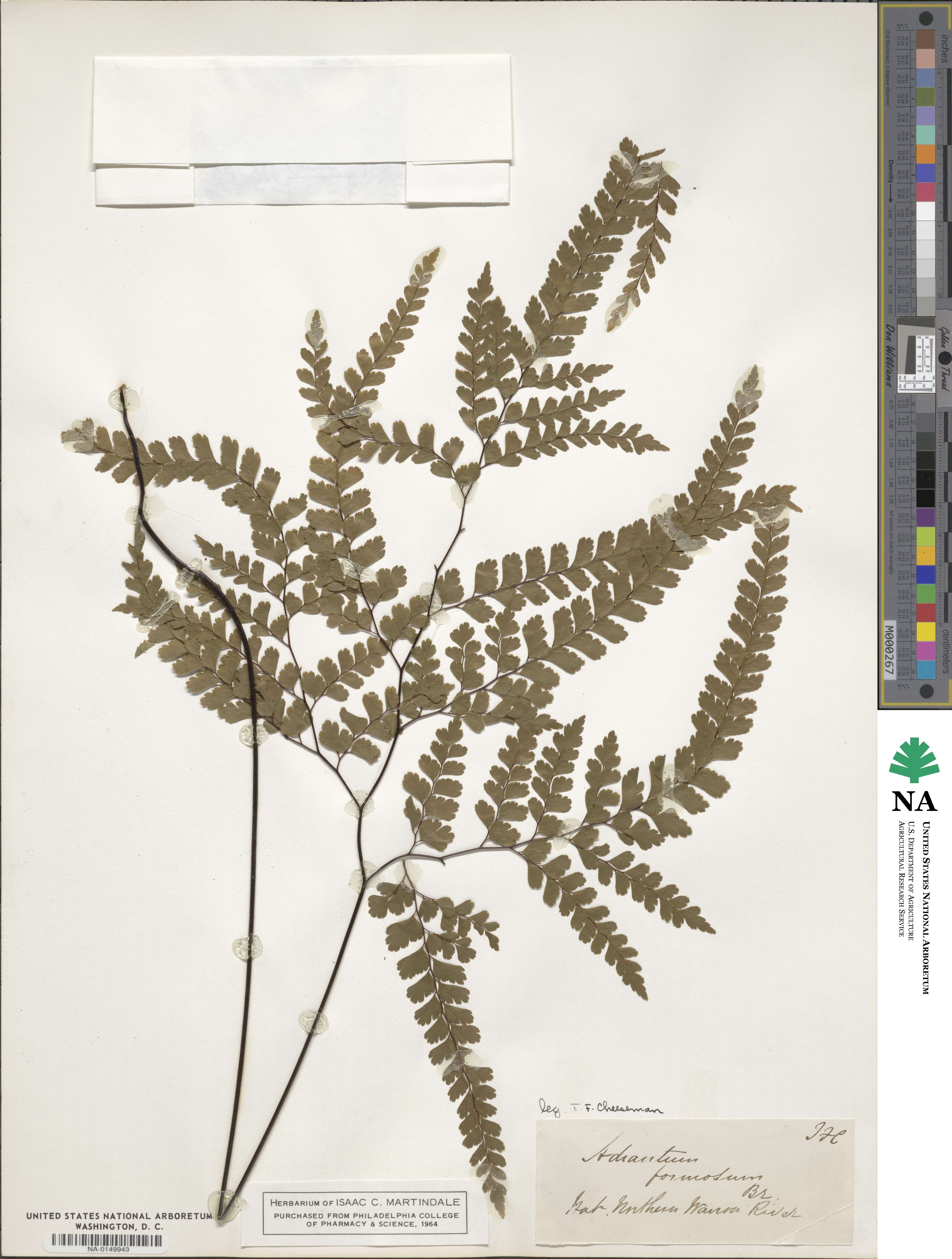 Adiantum formosum image