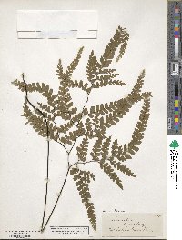 Adiantum formosum image