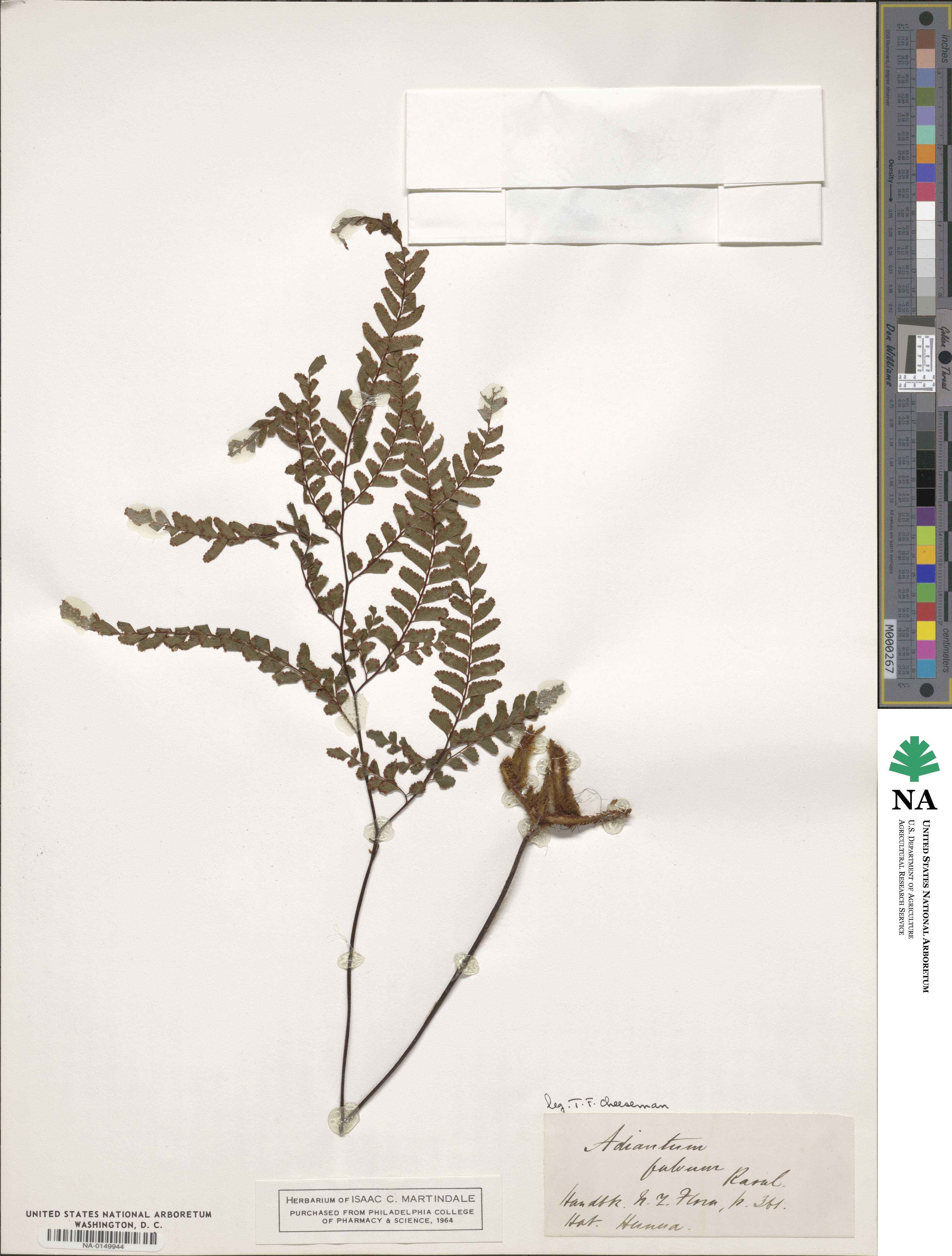 Adiantum fulvum image