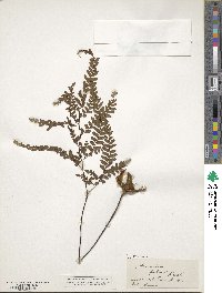 Image of Adiantum fulvum