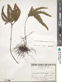 Adiantum hispidulum image