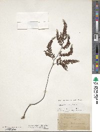 Adiantum hispidulum image