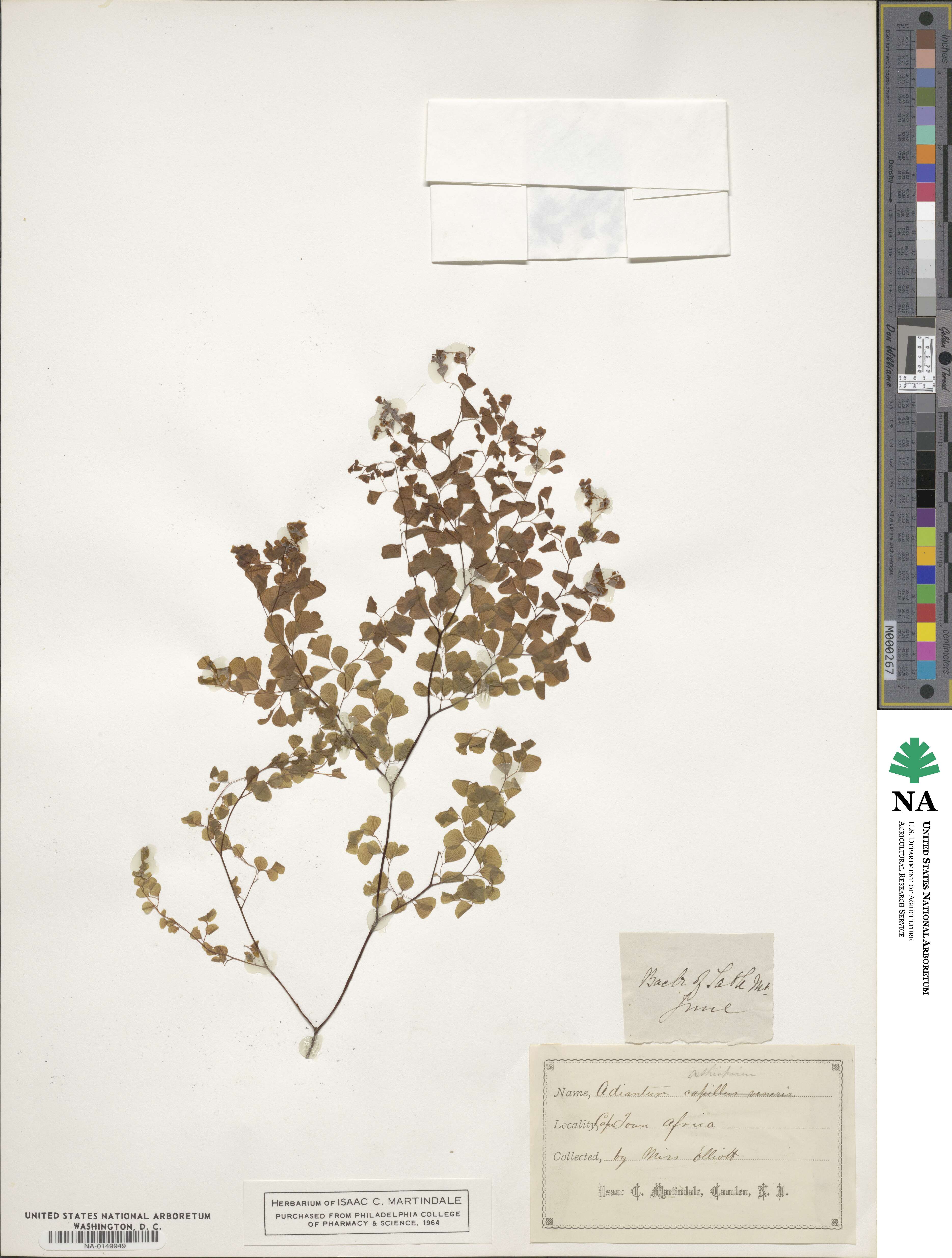 Adiantum aethiopicum image