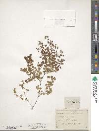 Adiantum aethiopicum image