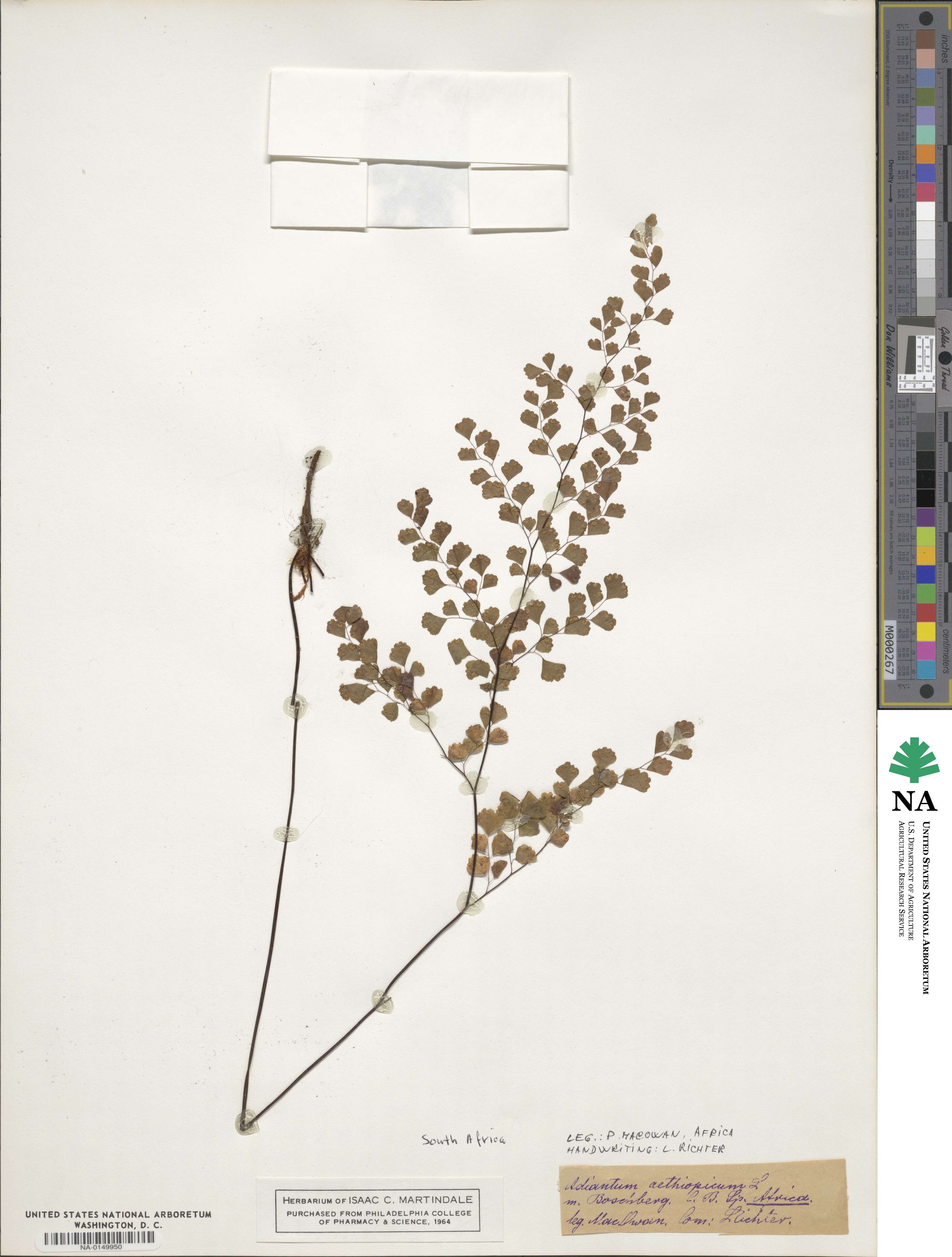 Adiantum aethiopicum image