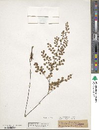 Adiantum aethiopicum image