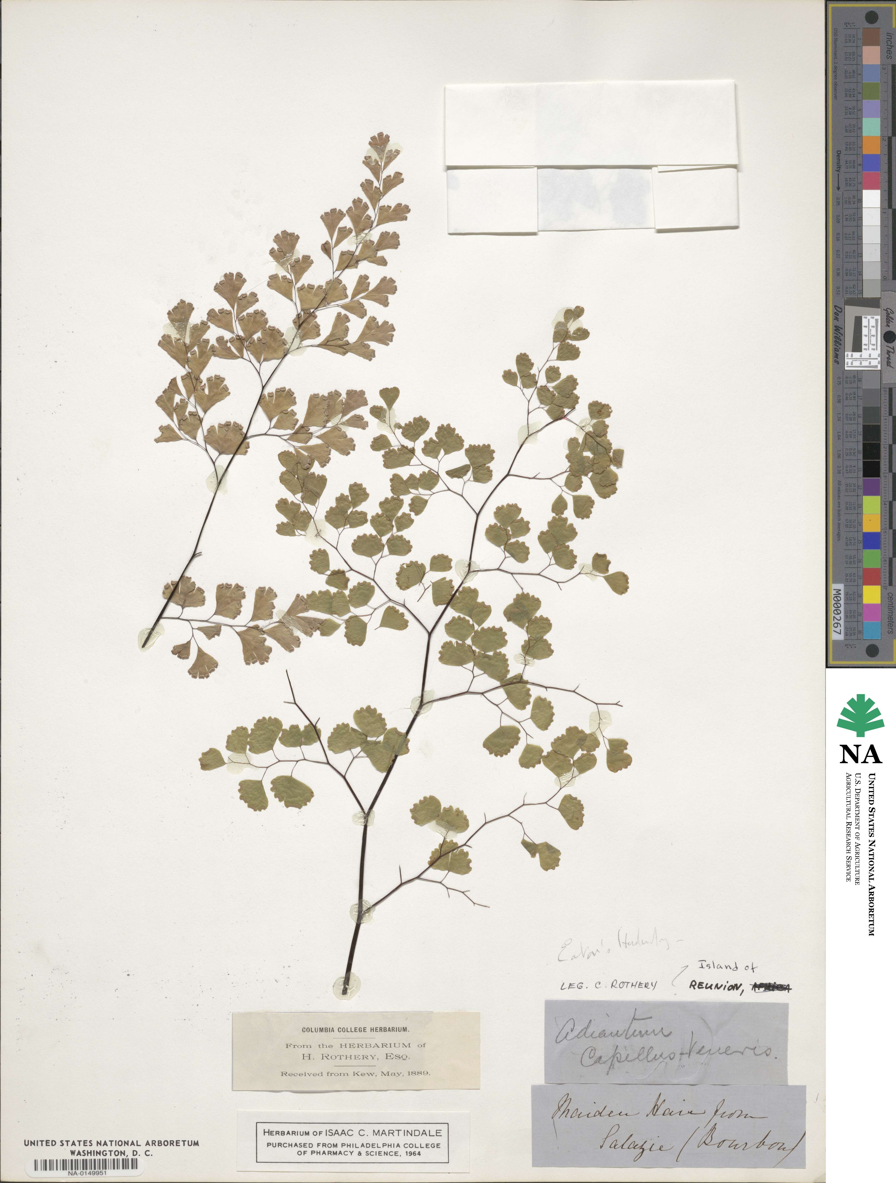 Adiantum capillus-veneris image