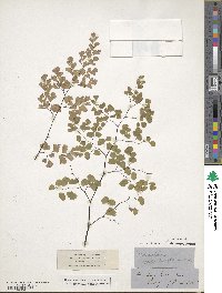 Adiantum capillus-veneris image