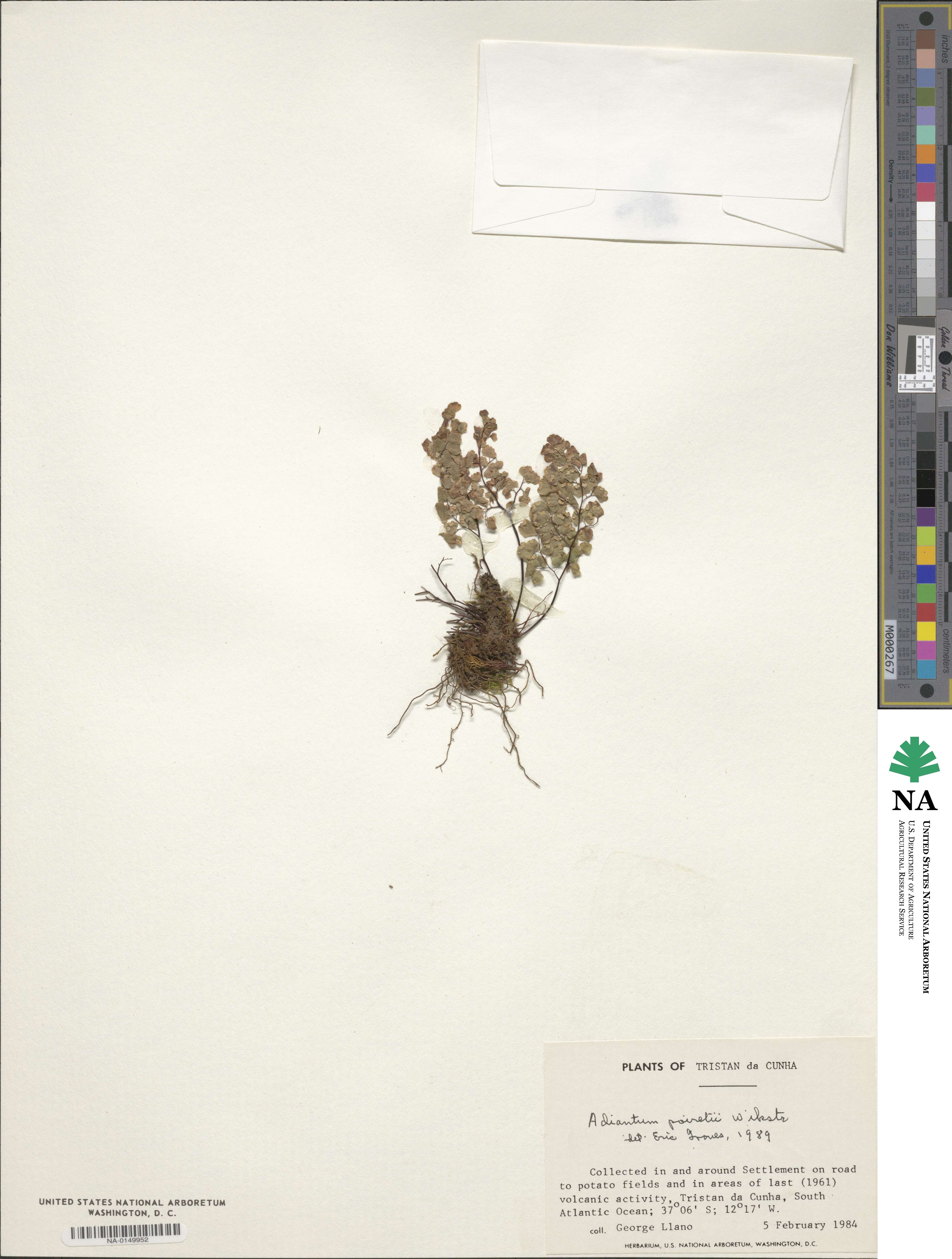 Adiantum poiretii image