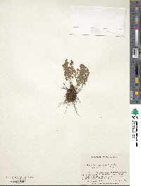 Adiantum poiretii image