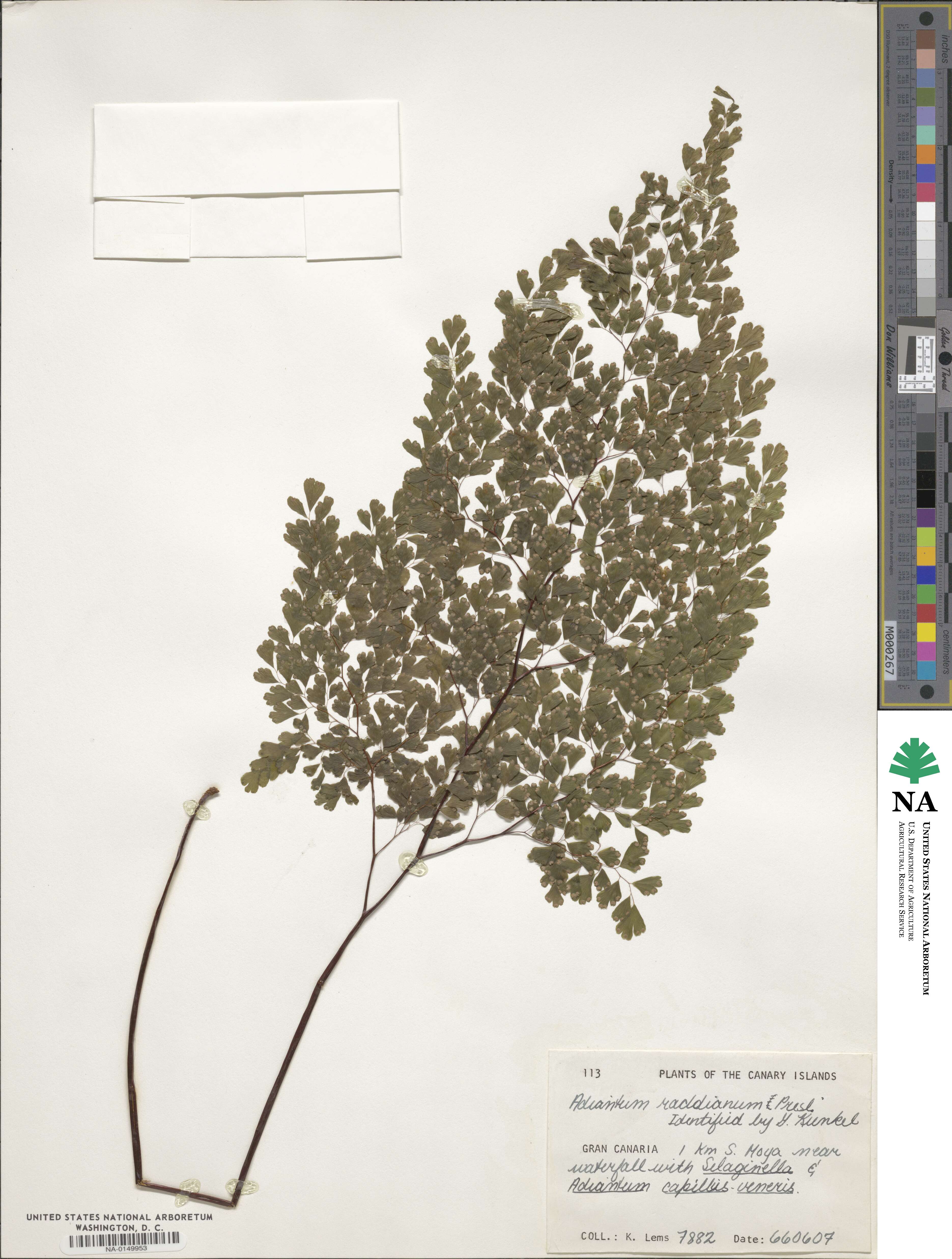 Adiantum raddianum image