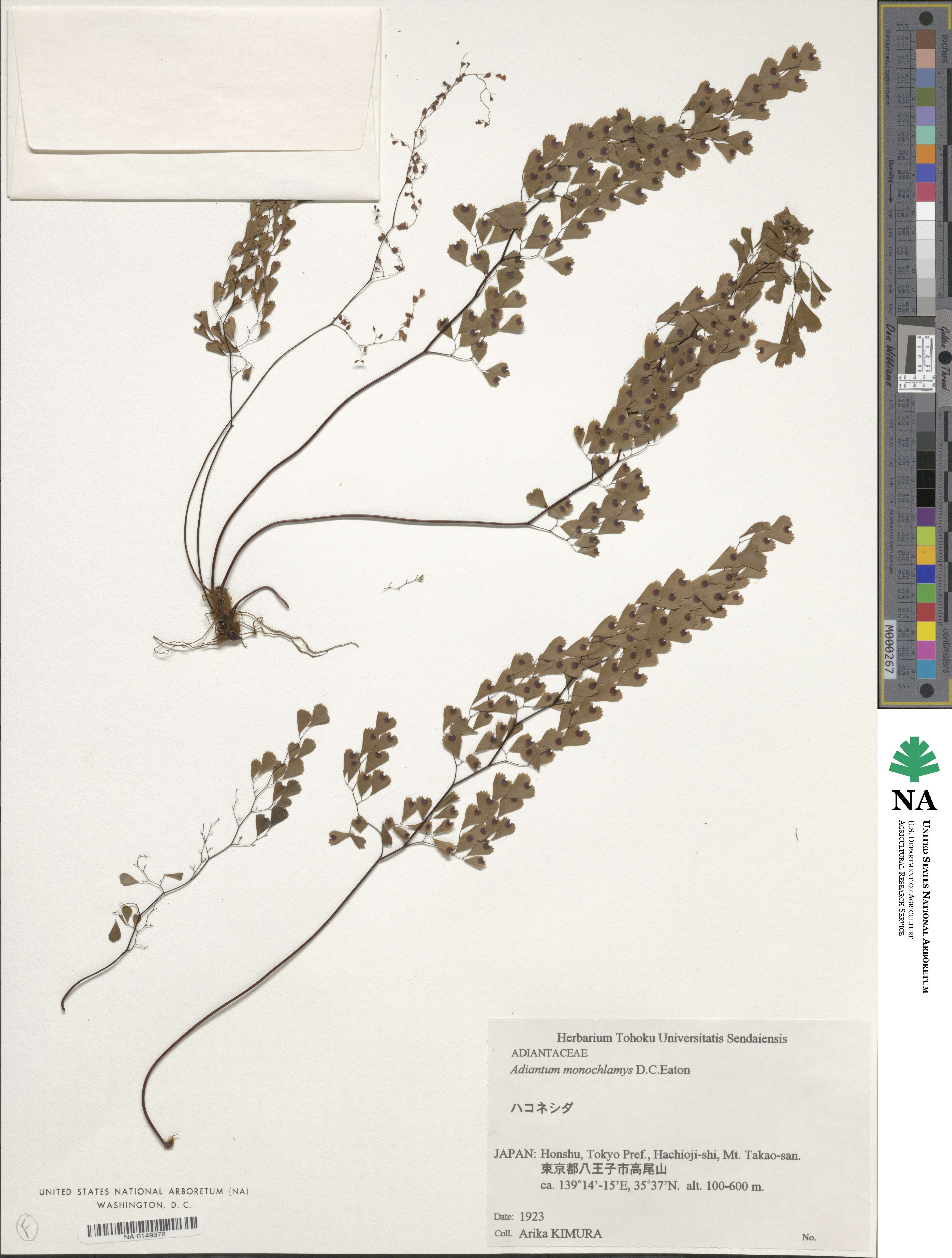 Adiantum monochlamys image