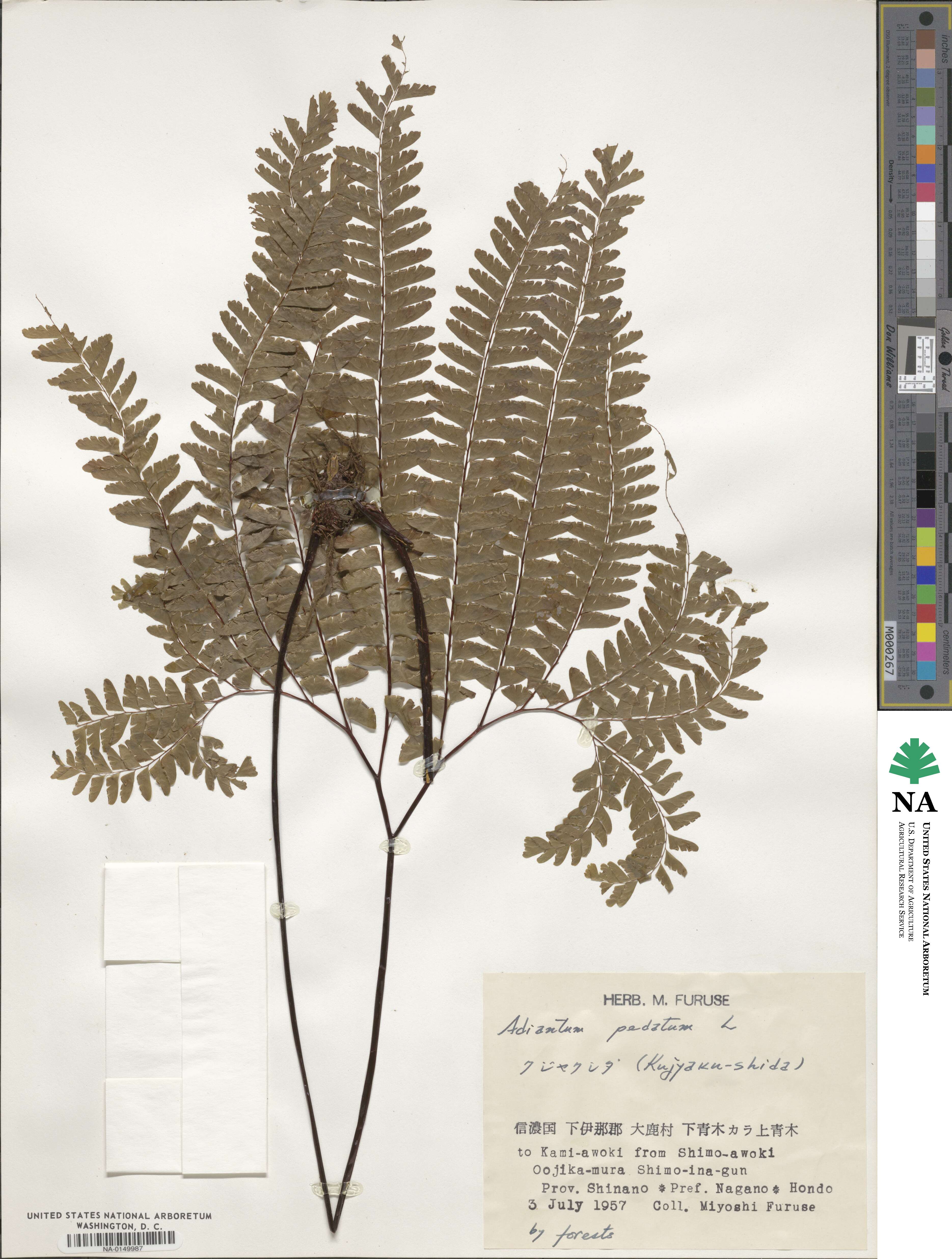 Adiantum pedatum image