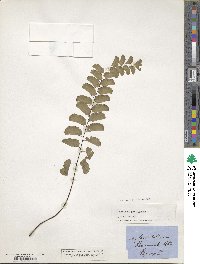 Adiantum philippense image