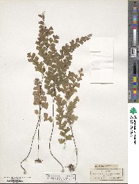 Adiantum capillus-veneris image