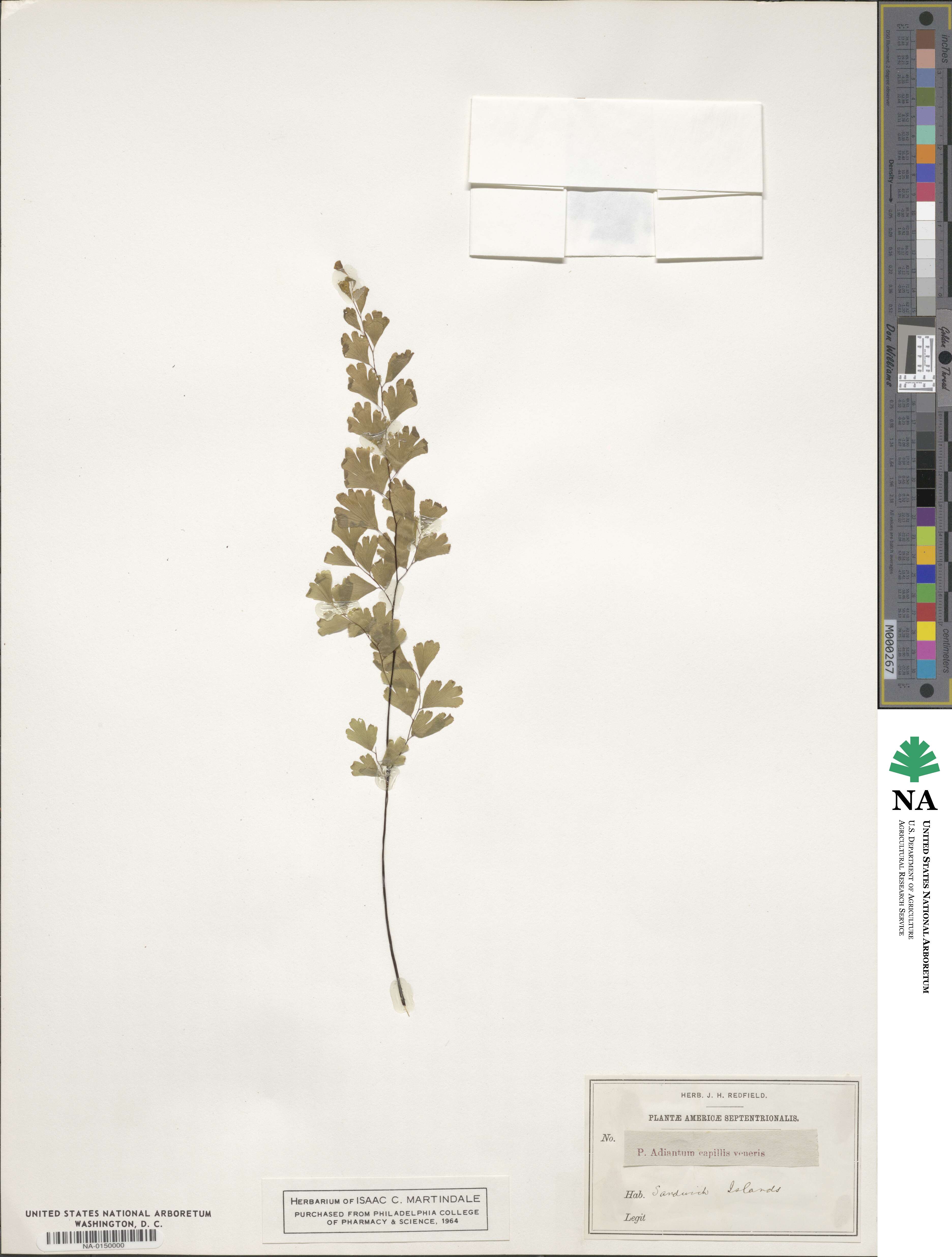 Adiantum capillus-veneris image