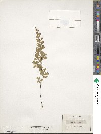 Adiantum capillus-veneris image