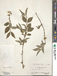 Image of Forsythia togashii