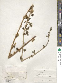 Forsythia europaea image