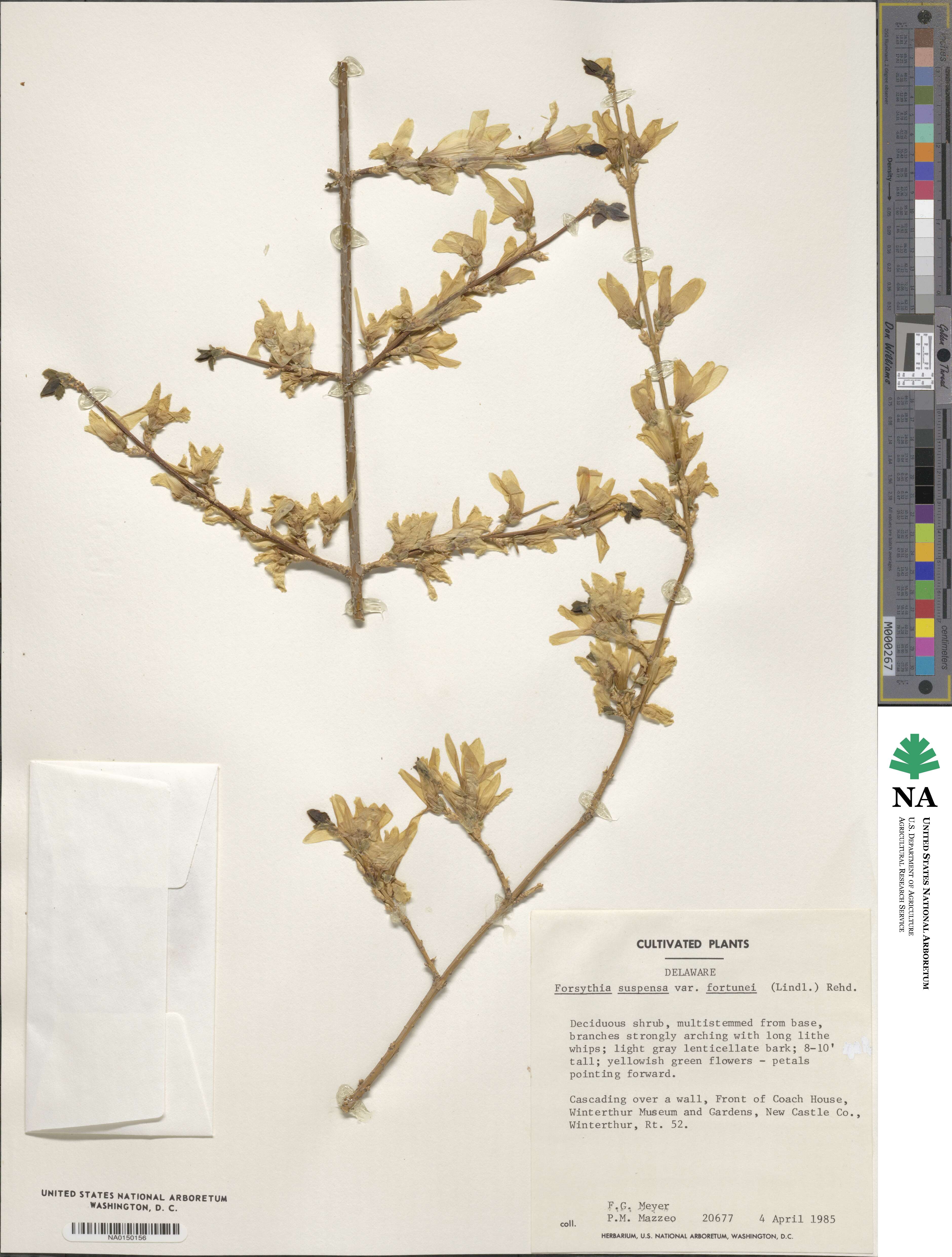Forsythia suspensa image