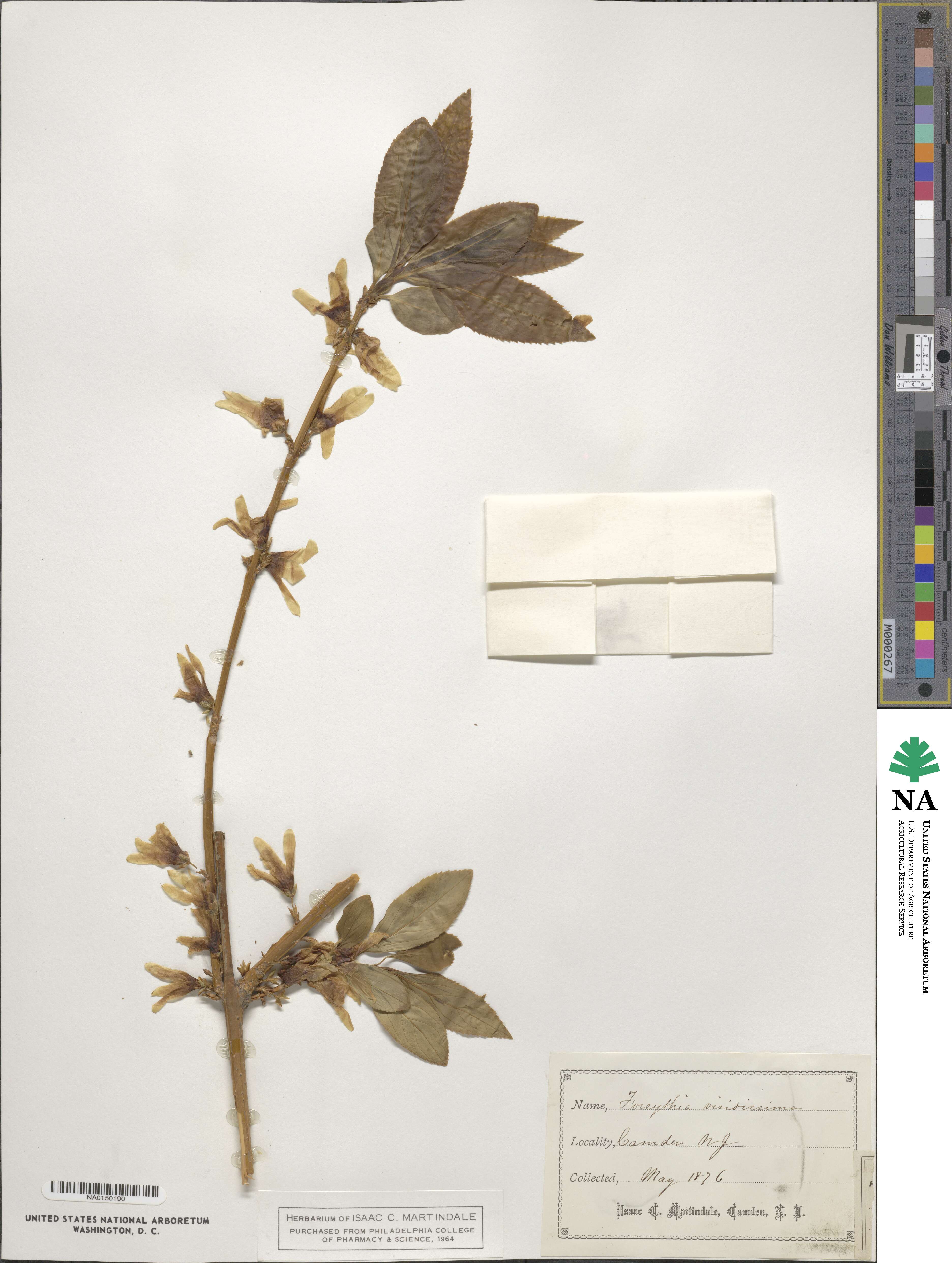 Forsythia viridissima image