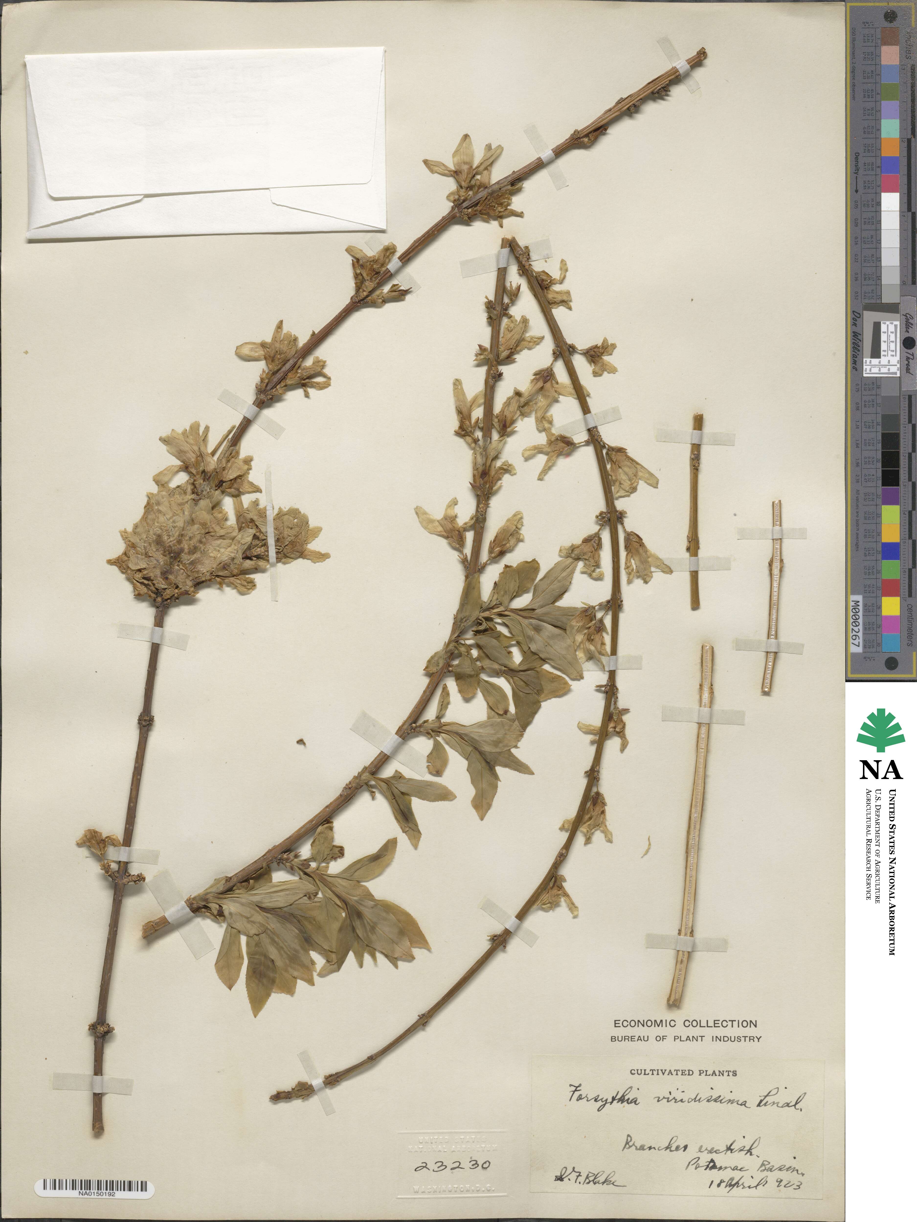 Forsythia viridissima image