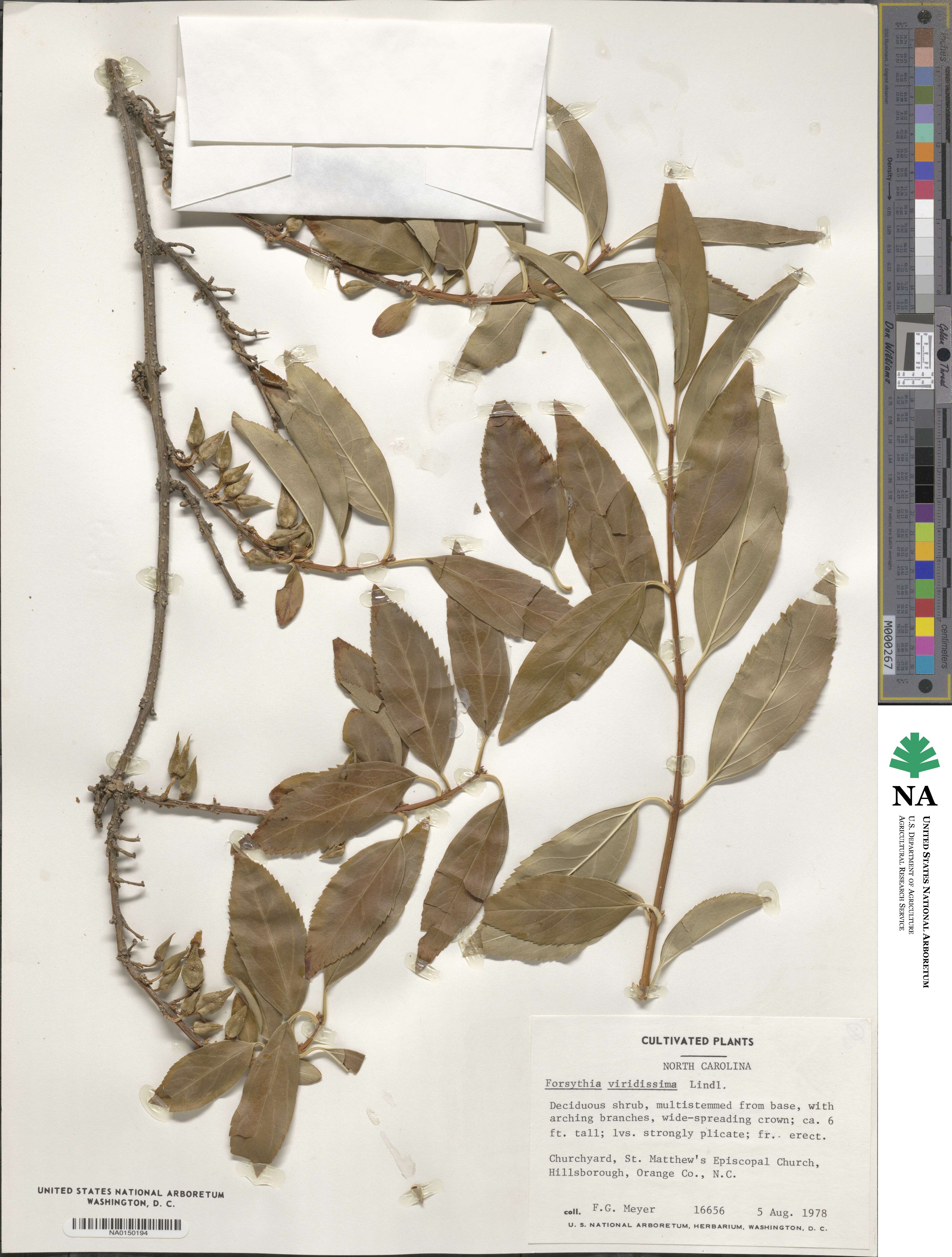 Forsythia image