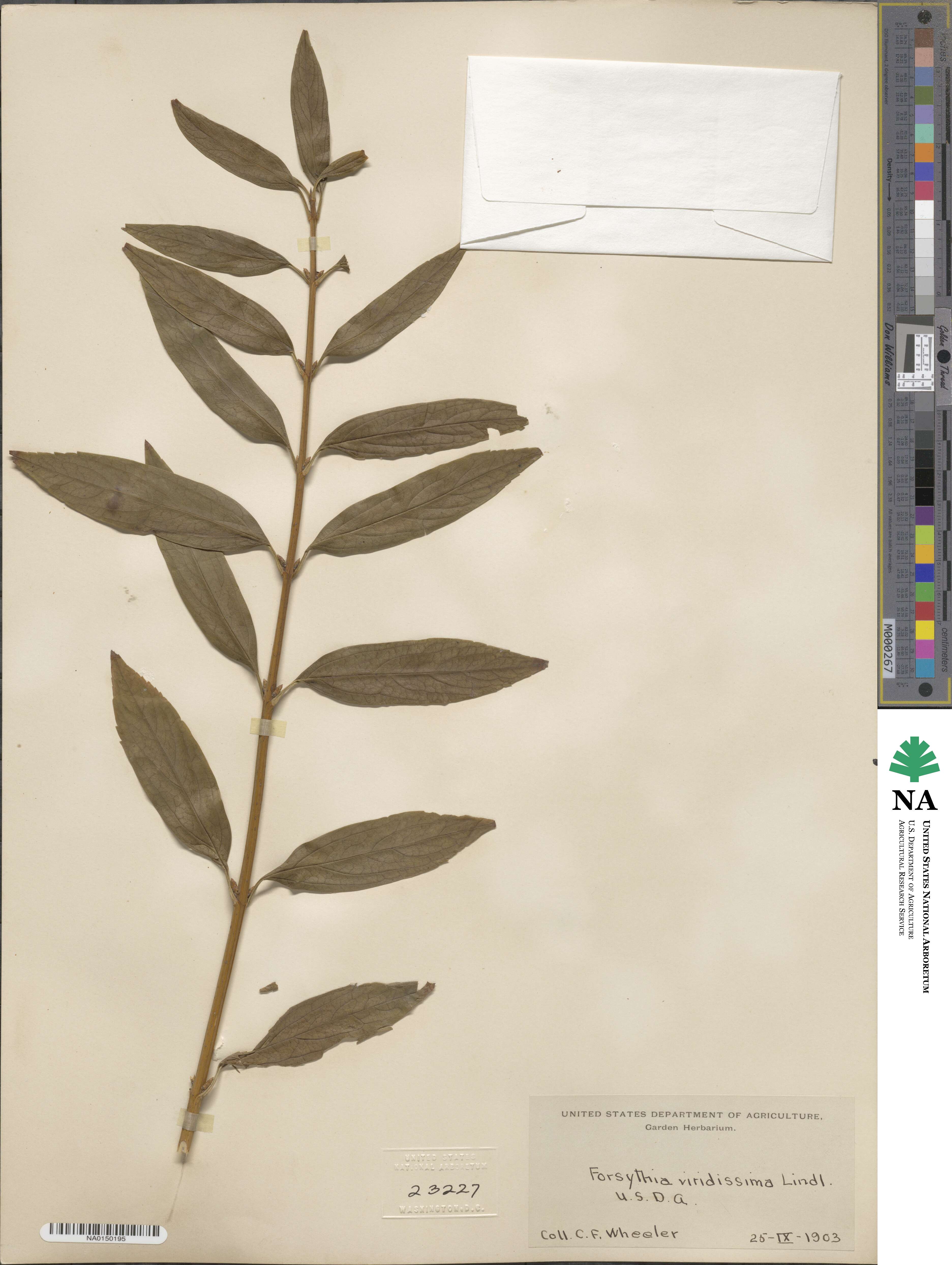 Forsythia viridissima image