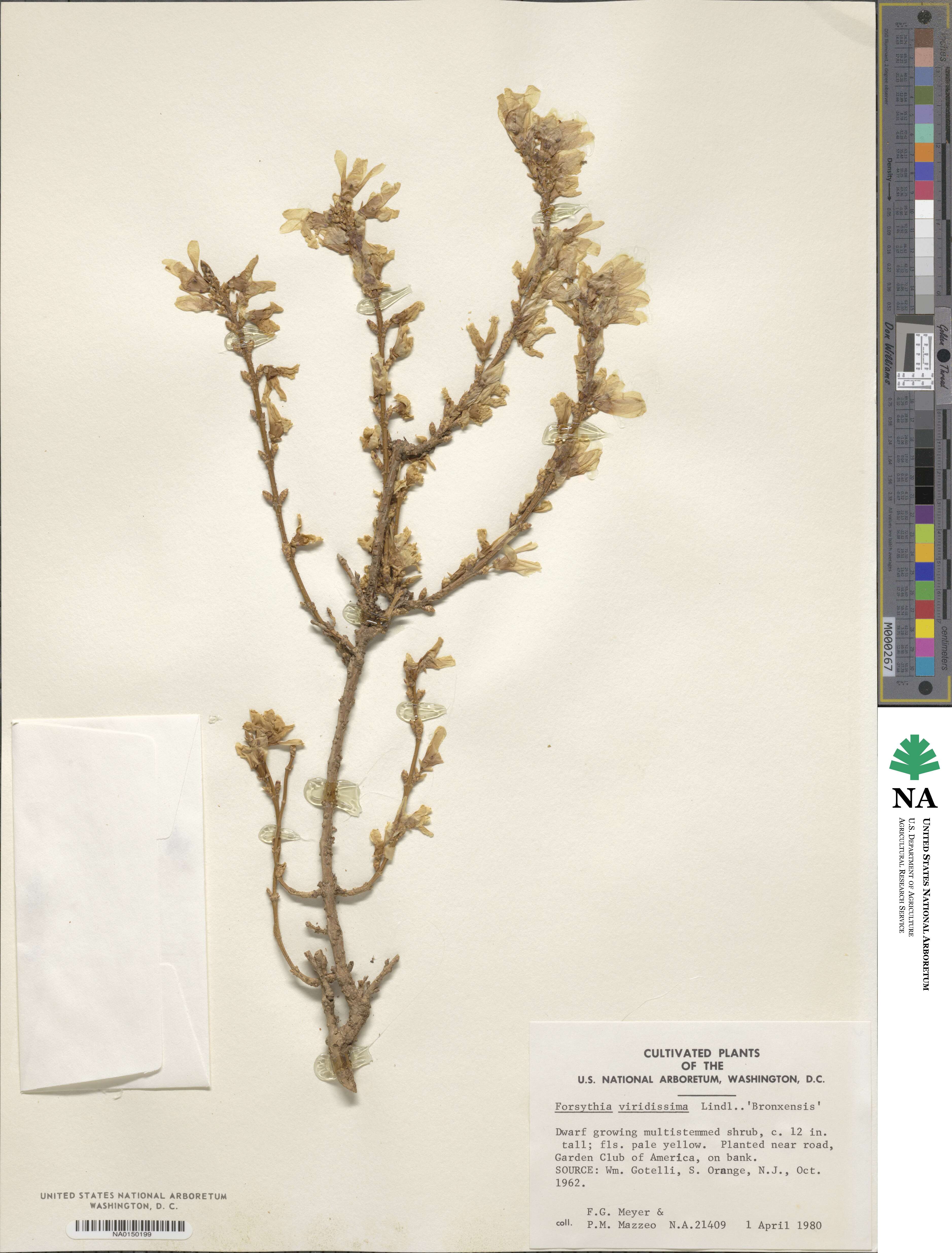Forsythia viridissima image