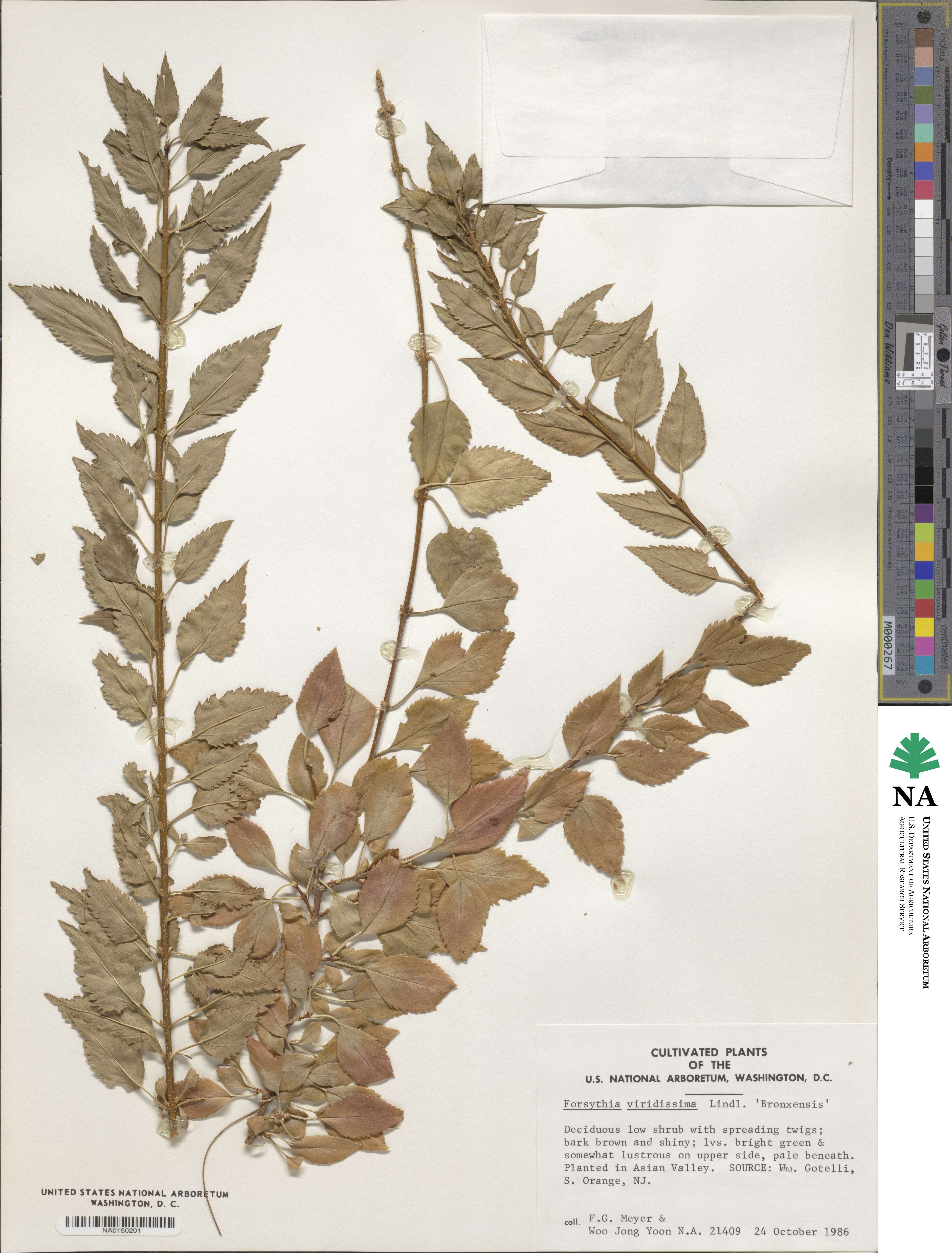 Forsythia image