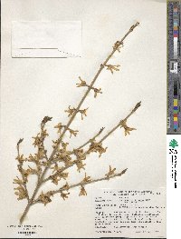 Forsythia koreana image