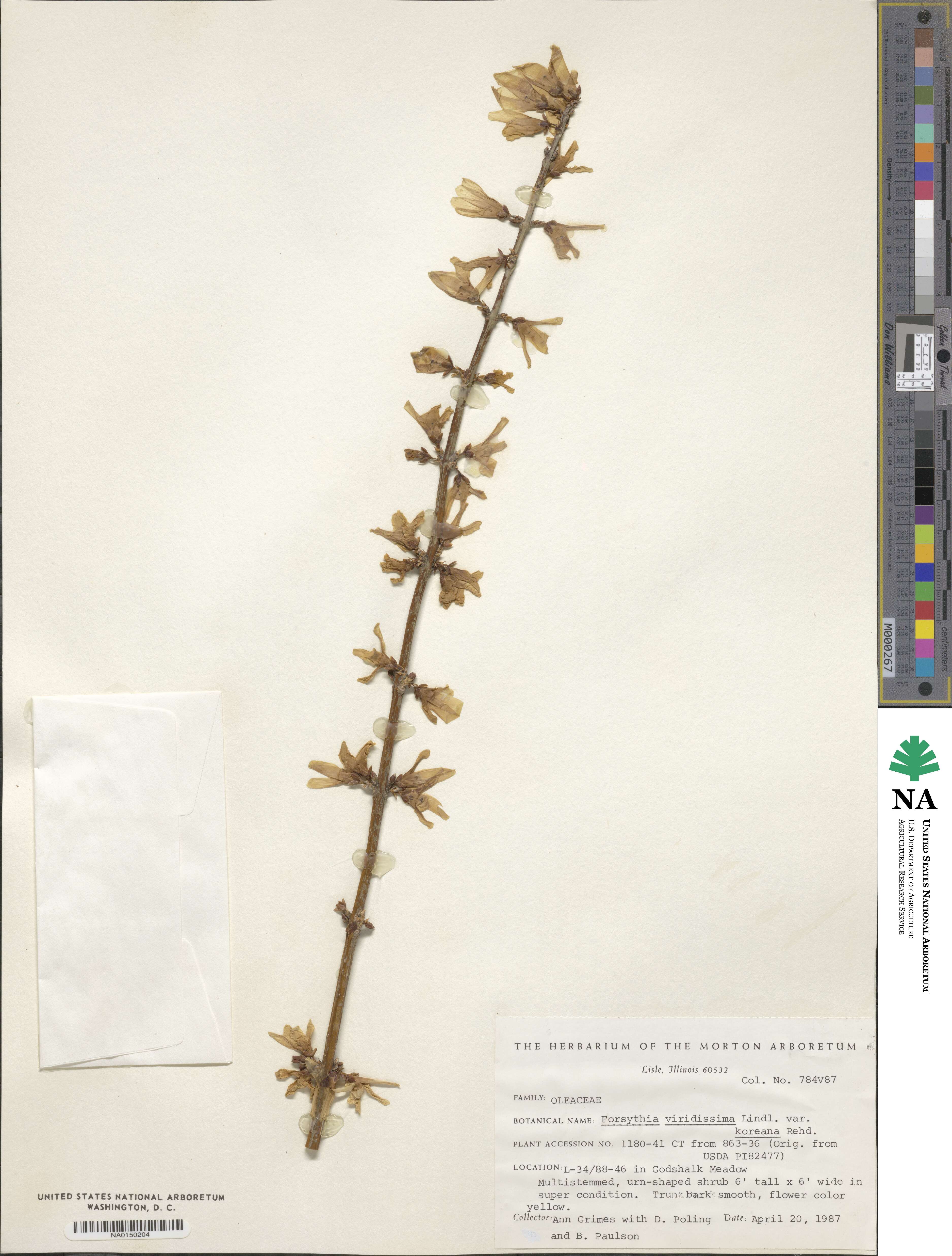 Forsythia koreana image