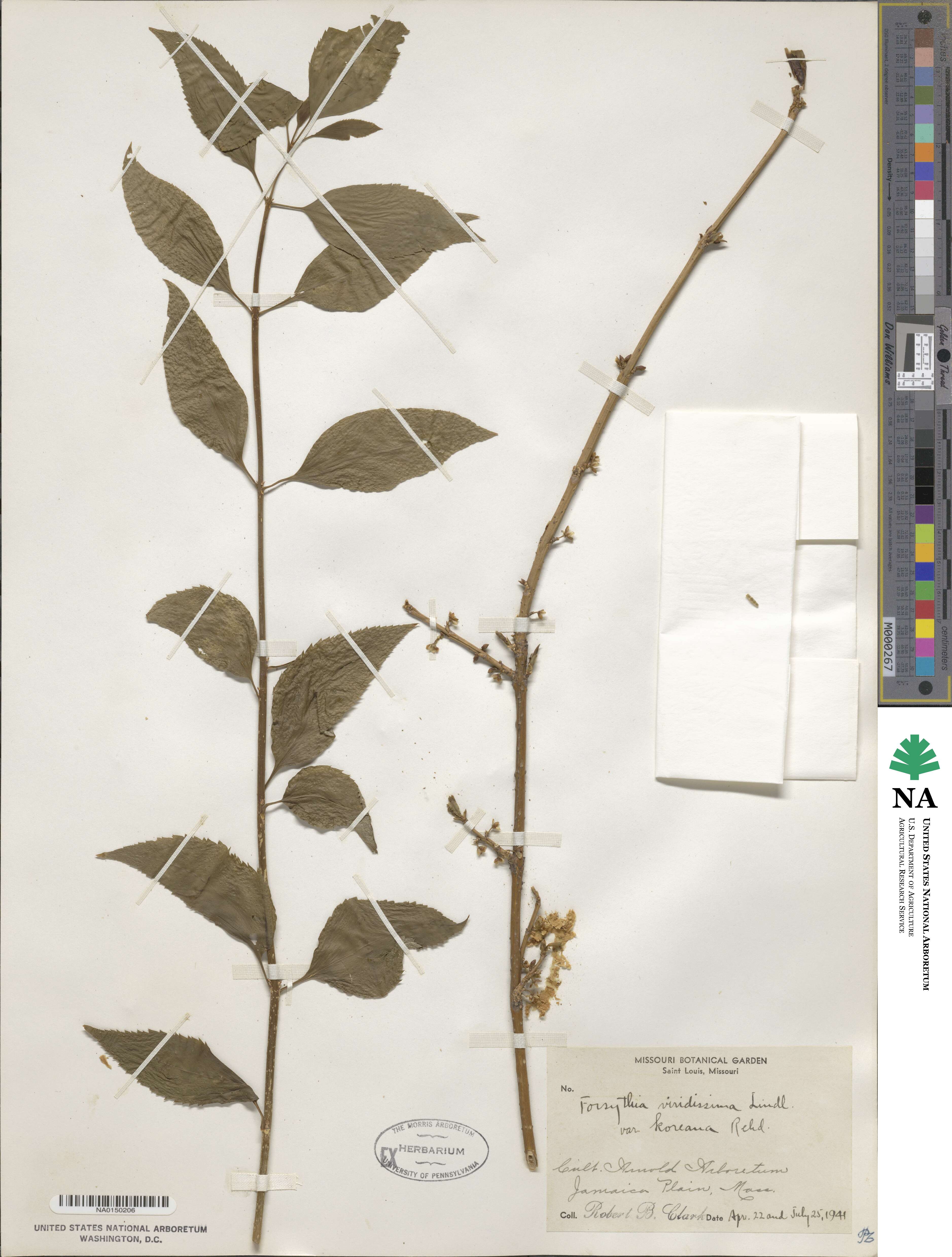 Forsythia koreana image