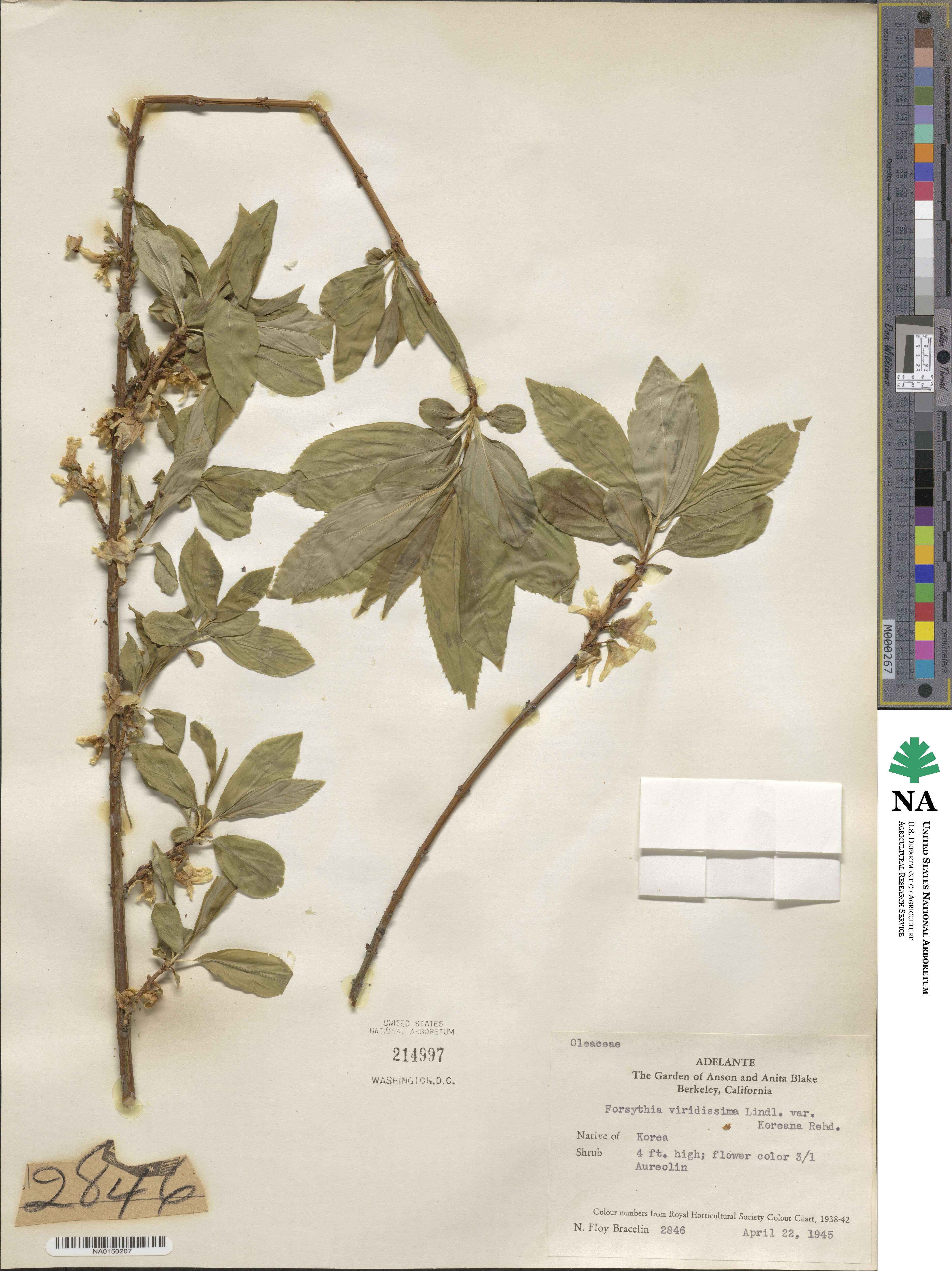 Forsythia koreana image