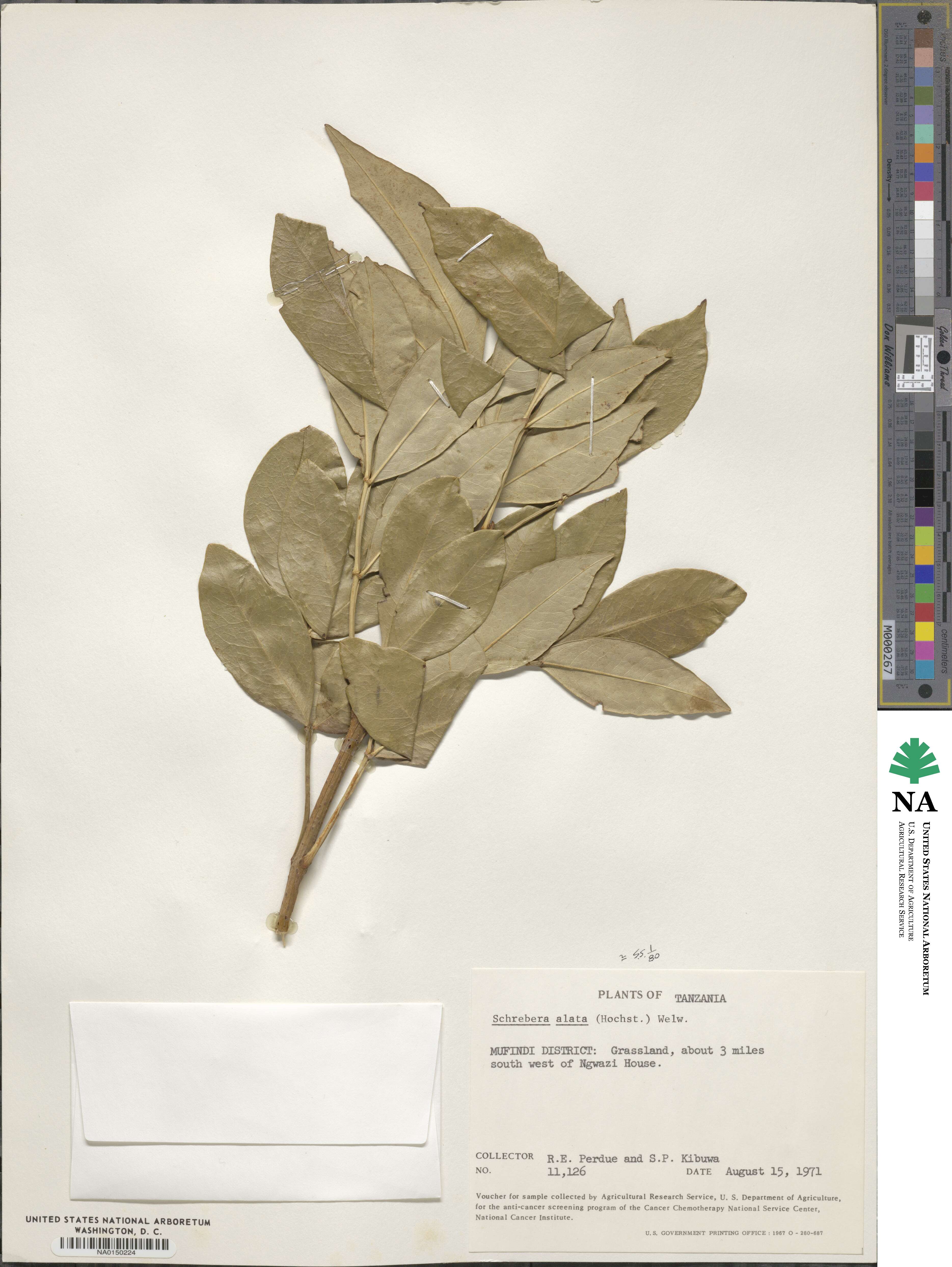 Schrebera alata image