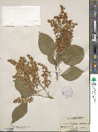 Syringa reticulata image