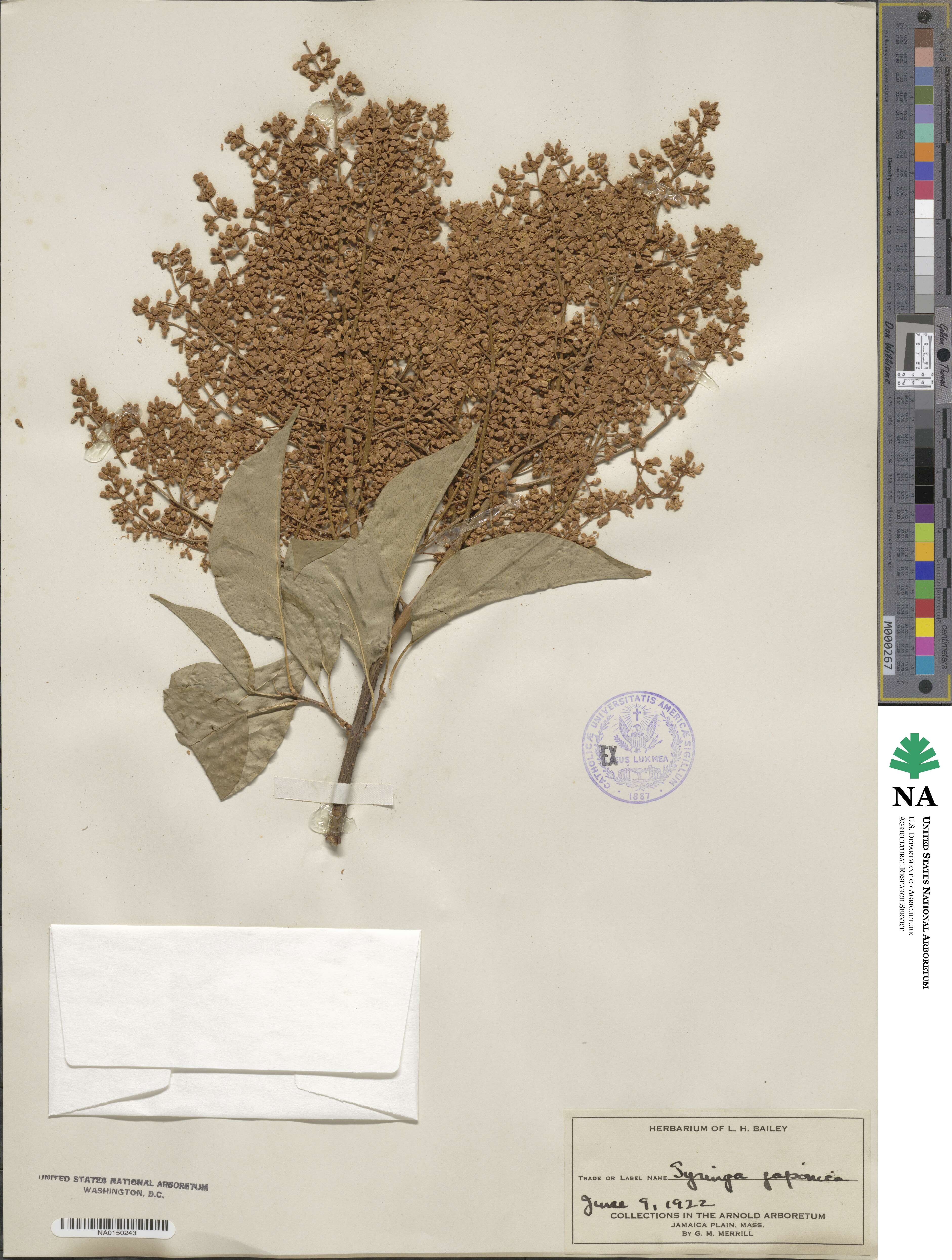 Syringa reticulata subsp. reticulata image