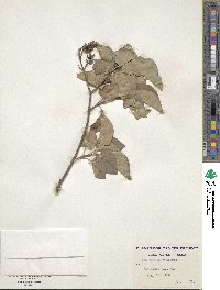 Syringa vulgaris image