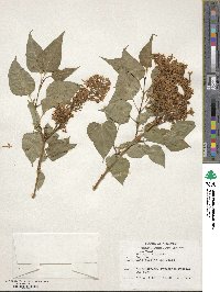 Syringa vulgaris image