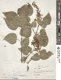 Syringa vulgaris image