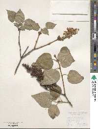 Syringa vulgaris image