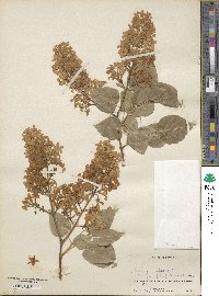 Syringa vulgaris image