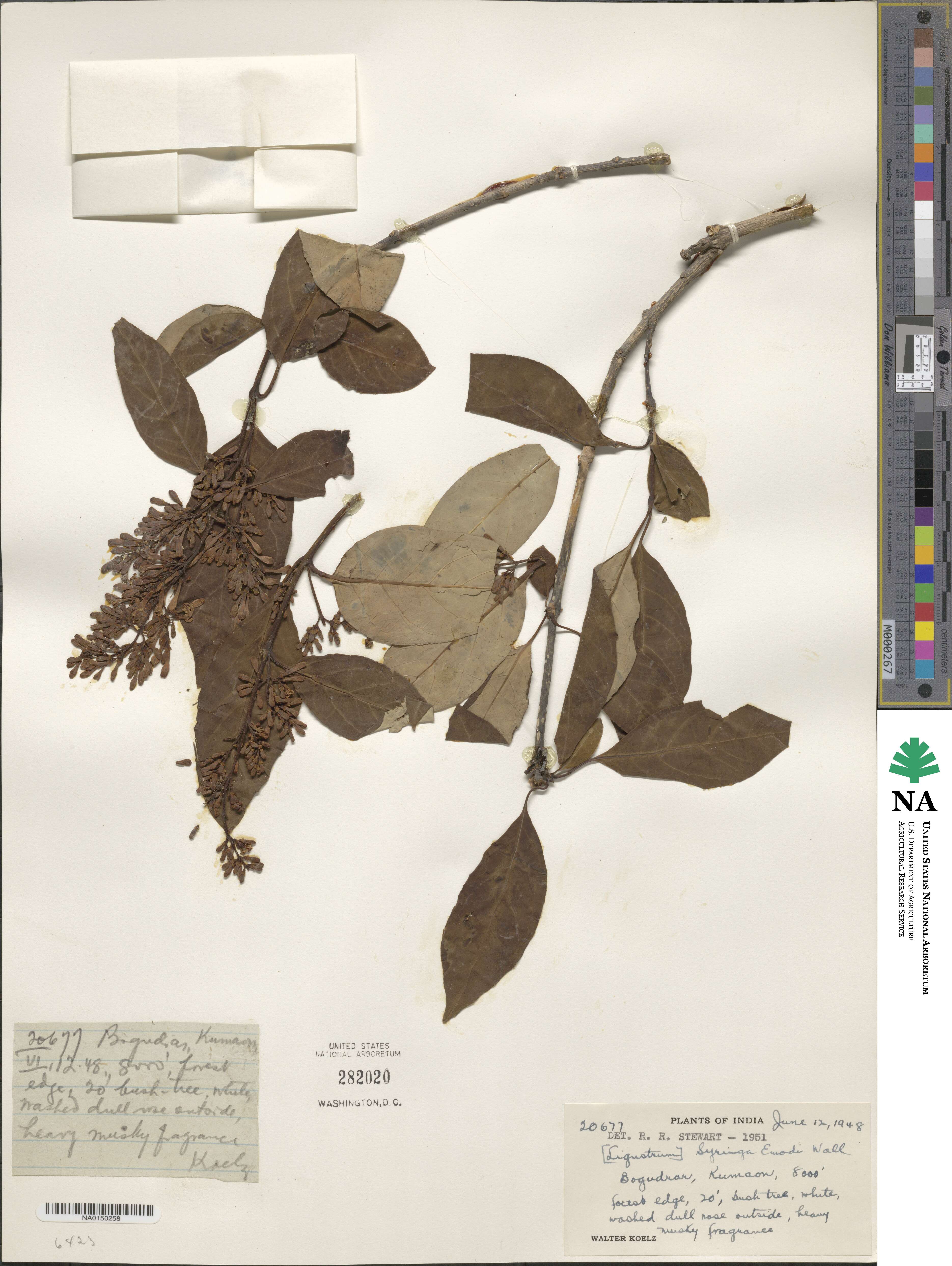Syringa emodi image