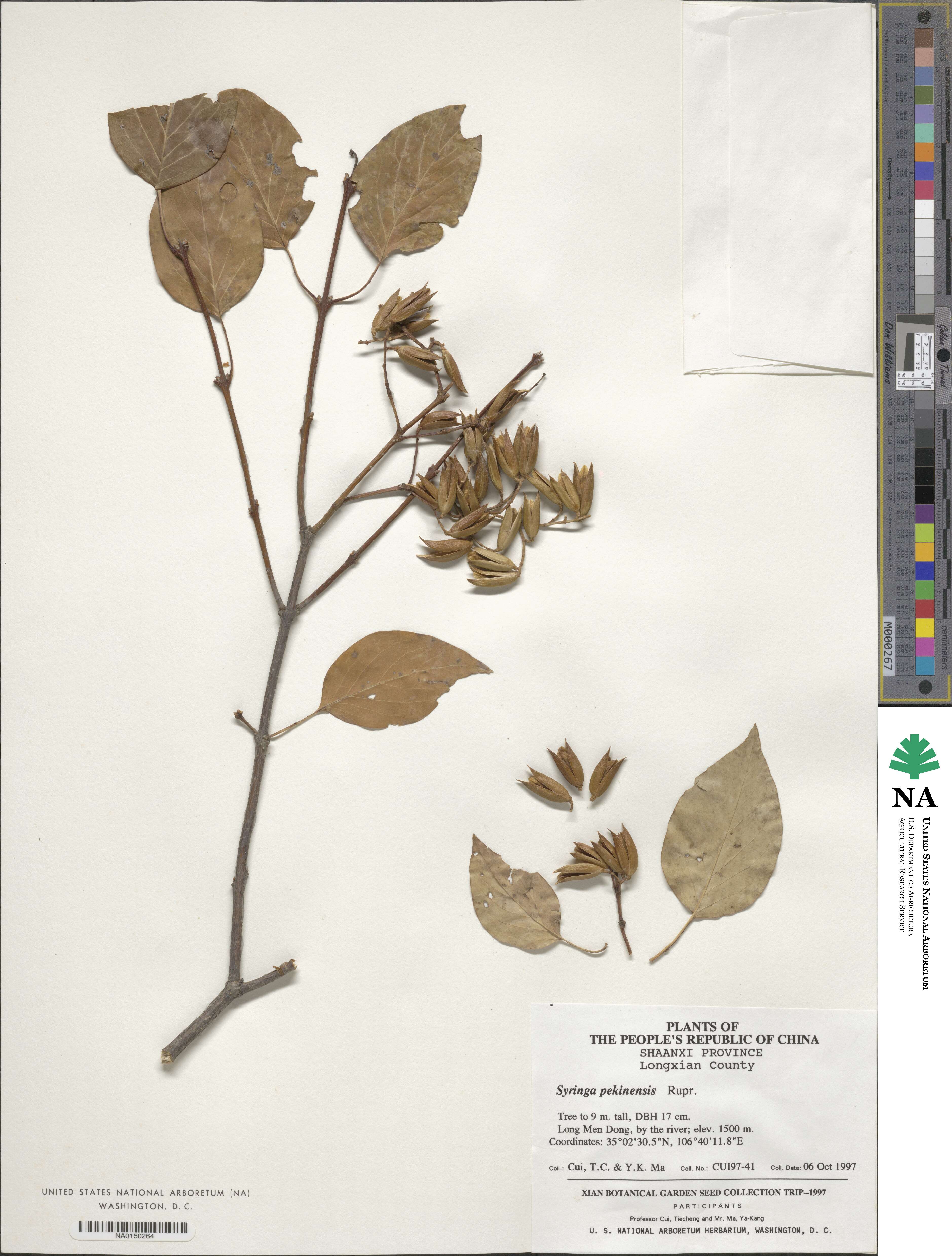 Syringa reticulata image