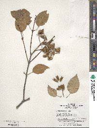 Syringa reticulata subsp. pekinensis image