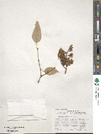 Syringa reticulata subsp. pekinensis image