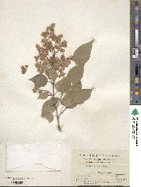 Syringa reticulata image