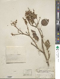 Syringa reticulata image